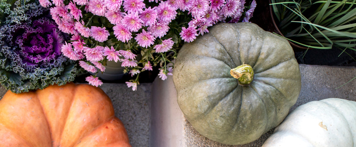 What Flowers to Plant in the Fall