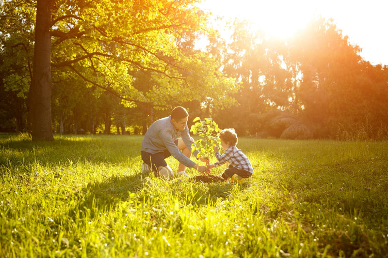 A man and a child plant a sapling in the forest.