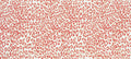 Safari Coral