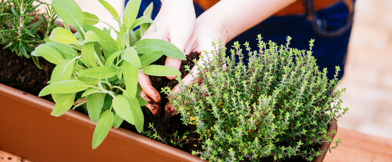 Hands hold soil over a long, rectangular plastic planter filled with thyme, sage, and rosemary plants.