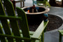 Long Island Dining Chair